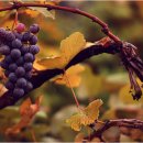 와인과 세계문화 이미지