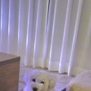 털뭉치들 이미지