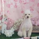 마이티그루밍 이미지