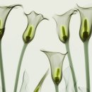 연세대학교의과대학 강남세브란스병원 이미지