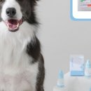 강아지톡 이미지