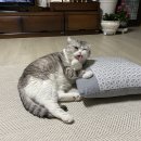 도도한 개냥이 이미지