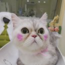 언니네미발관 네이버블로그