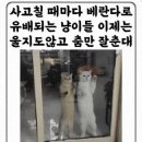 사고칠 때마다 유배되는 고양이 이미지