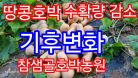 호박농사도 반토막/기후변화의 위기/땅콩호박 수확 방법/버터넛스쿼시 #참샘골호박농원