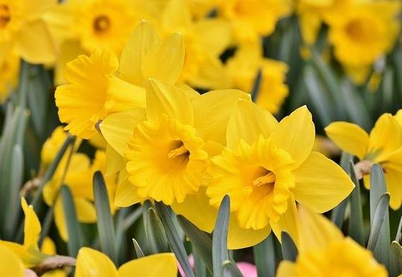 오늘의 꽃: 노랑수선화