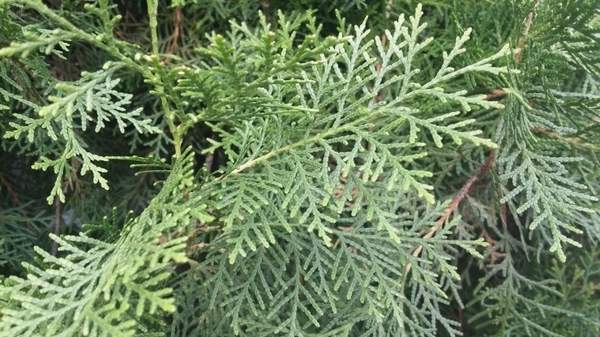 1월 11일 탄생화, 측백나무 Thuja orientalis