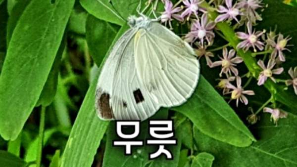 고지혈증, 하지정맥, 혈액순환에 효능 좋은 무릇