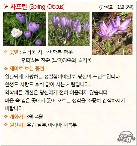 [탄생화/꽃말 모음] 사프란 (Spring Crocus) - 1월 3일
