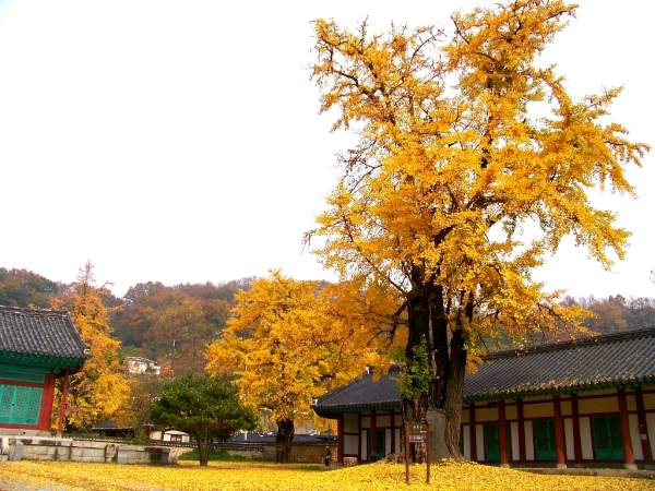 2011.11.5 전주 향교의 은행나무