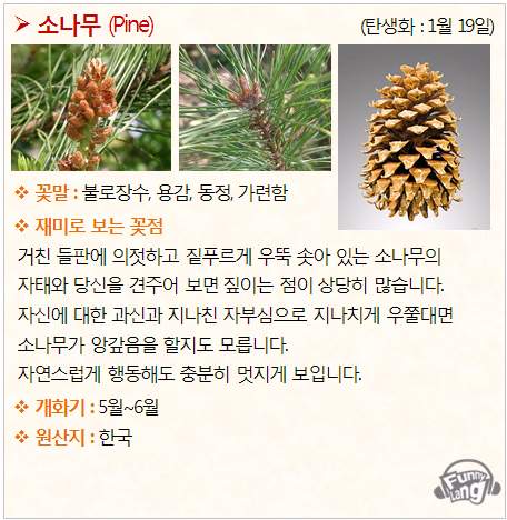 [꽃말 모음/탄생화] 소나무 (Pine) - 1월 19일