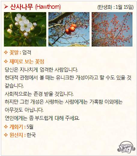 [탄생화/꽃말 모음] 산사나무 (Hawthorn) - 1월 15일