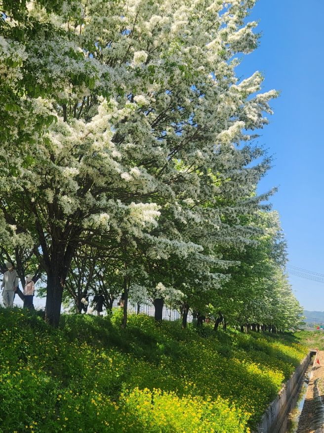 충북 진천 5월의 꽃나들이ㅡ이팝나무길.걸미산녹색나눔숲 공조팝나무꽃.한반도지형전망공원.농다리