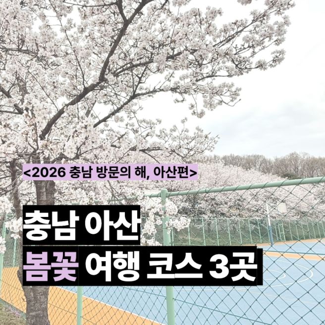 충남 아산 봄꽃 여행 코스 3곳 추천 (현충사, 선문대 벚꽃, 신정 식당)