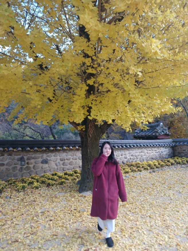 25 11 09 영주 부석사 은행나무 단풍 &amp; 한우 미식 1일 여행 / ✈️ 해밀여행사