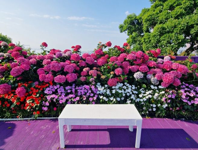 6월 셋째주의 추천 여행지(3): 울산 장생포 수국페스티벌 - 도시와 바다, 수국의 아름다운 조화