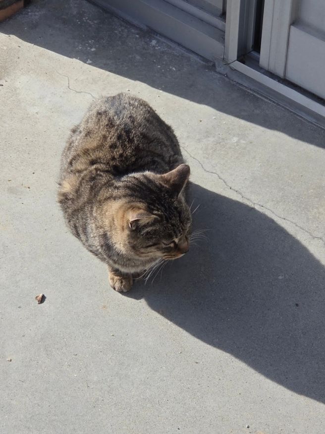 경기도 국밥 맛집 - 안성 안일옥, 곤지암 미도촌, 여주 능서돼지국밥