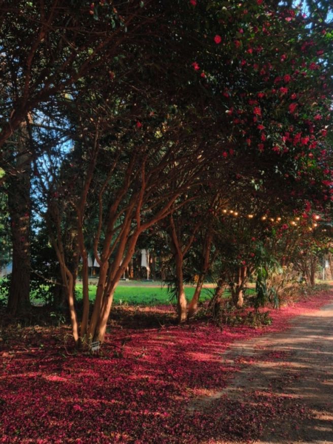 제주도 여행, 일상, 제주 고기 국수, 1100고지, 동백꽃