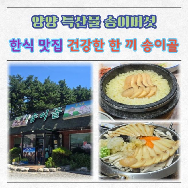 양양 특산물 향긋한 송이버섯 한식 맛집 건강한 한 끼 송이골