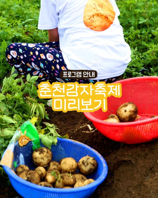 [강원도/축제]2026년 6월 제3회 춘천 감자축제 2026 총정리! 감자밭 프로그램부터 주차·맛집까지 한 번...