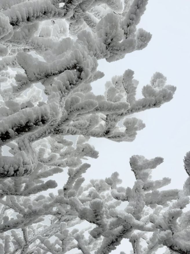 [25년겨울제주_2] 서귀포여행코스추천ㅣ 윗세오름-범섬칼국수-특대방어축제-항구식당