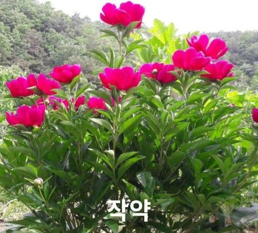 뷰어 이미지