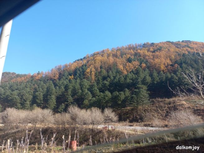 단양 구인사 맛집 금강식당. 산채비빔밥과 더덕백반