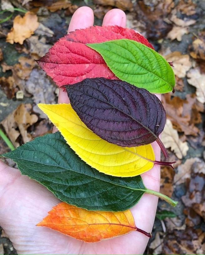 ��� �̹���