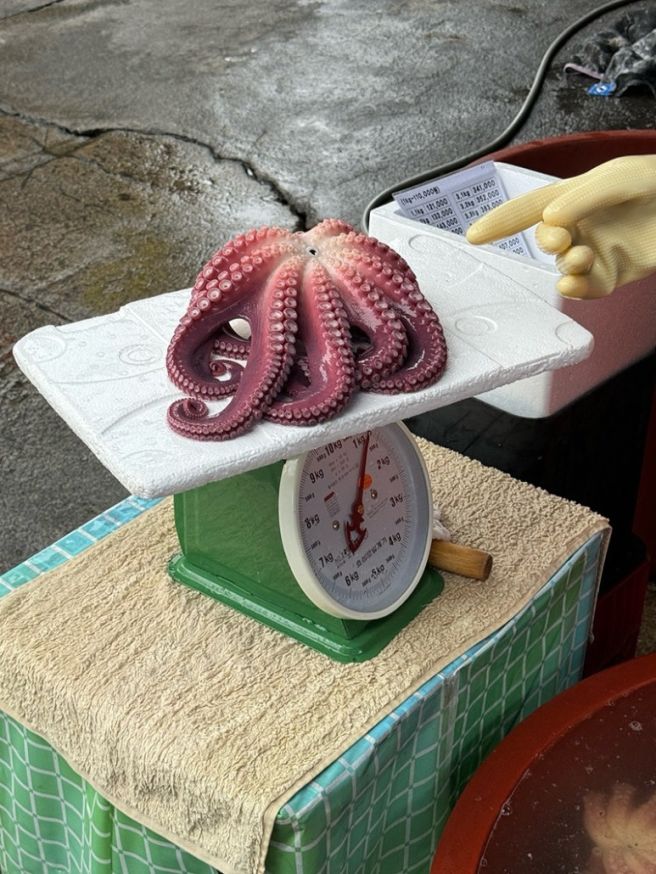 영주 문어 영주365시장 문어맛집 - 묵호문어집 추석 문어가격