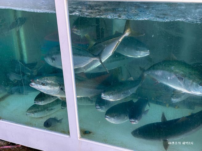 제주 횟집 서귀포 대방어회 끝판왕 부두식당