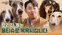 우리나라에 10마리도 안 되는 견종? 귀한 집 개 ＂휘핏＂을 소개합니다! | tvN STORY 230420 방송