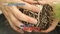 베란다부터 공원까지, '정원 가꾸기' 인기!, MBC 240520 방송 