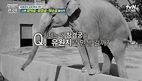 궁궐을 파괴하고 동·식물원으로 만들어버린 일제? 한순간 유원지가 되어버린 〈창경궁〉 | tvN STORY 240522 방송