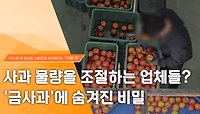 [PD수첩 10분 컷] 사과 물량을 조절하는 업체들? '금사과'에 숨겨진 비밀, MBC 240430 방송