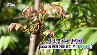 [홍보 장사 만만세] 봄 향기 가득 품고 온 가죽나물 | KBS 240521 방송 