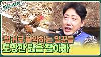 🐔도망간 닭을 잡아라❗️ 닭장과 하우스 철거로 활약하는 일꾼들👍️ | KBS 240515 방송 
