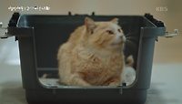 병원생활을 마치고 호두마을로 돌아온 고양이 호두의 작은 입학식 | KBS 240523 방송 
