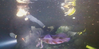 정글의 법칙 in 순다열도 386회