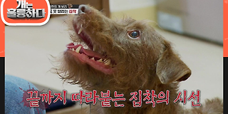 개는 훌륭하다 91회