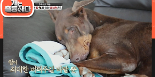 개는 훌륭하다 78회