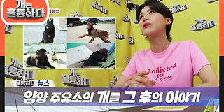 개는 훌륭하다 88회