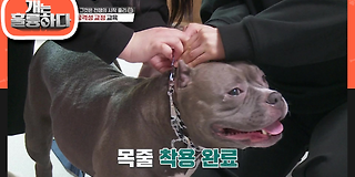 개는 훌륭하다 77회