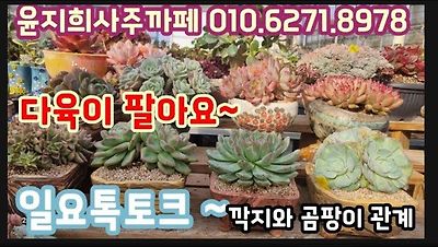 루시톡라이브